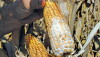 Moldy Corn