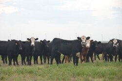 The 2019 calf crop was 1% smaller