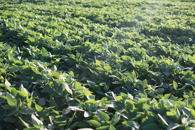 There are more than 1 million acres enrolled in the Land O’ Lakes Sustain program to date