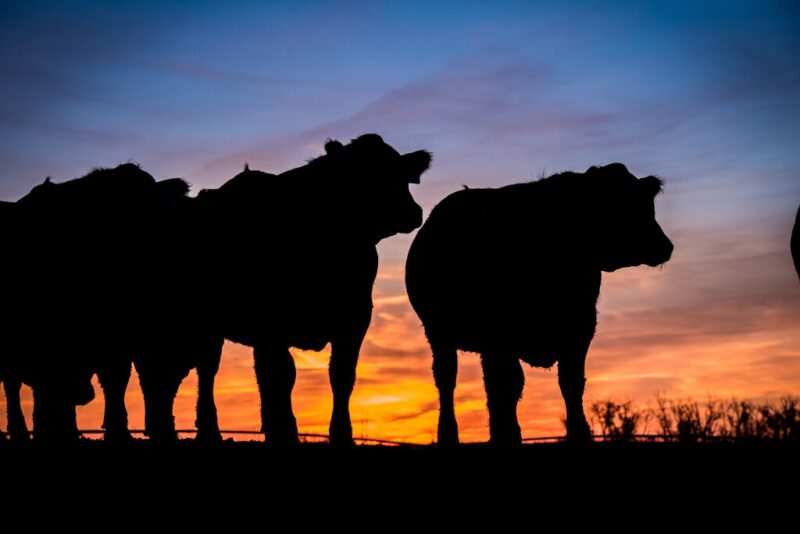 Beef alliance