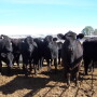TXAM cattle