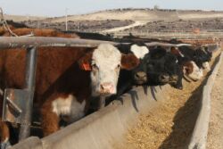 Cattle in feedyard