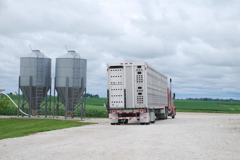 Semi of pigs