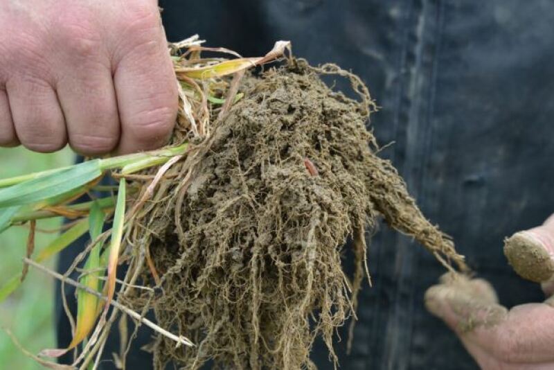 CTIC_cover_crop