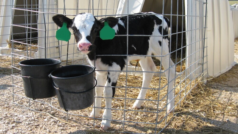 Holstein calf.jpg