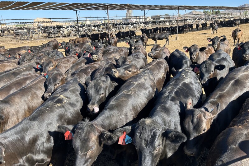Angus X Holstein crosses at Heiden Land & Cattle Co, Buckeye, AZ.