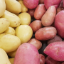 red and yellow potatoes