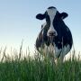 Lush pastures can increase rate of passage through the rumen.