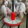 Piglets Eating Gruel Creep Feed