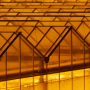 Greenhouse