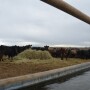 BT_Feedlot_Backgrounding_Cattle