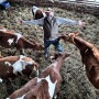dairy farmer