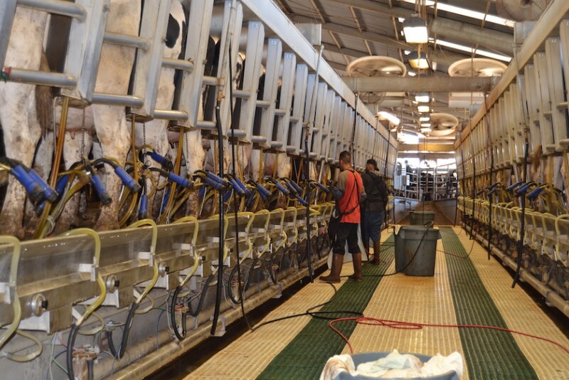 "To be truly successful, it’s all about the people behind the cows.” 