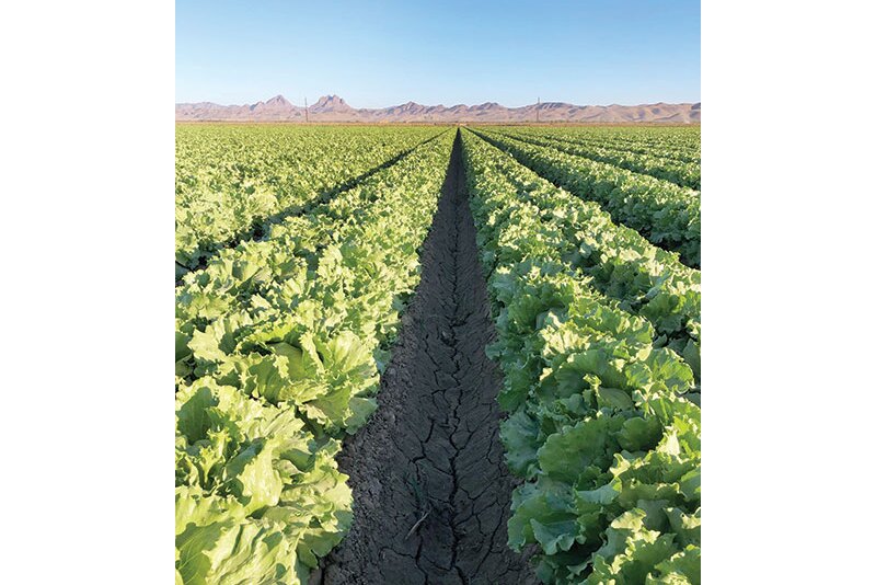 Salinas, Calif.-based Coastline Family Farms started its iceberg lettuce deal in Yuma, Ariz., the first week of November, but other commodities will finish in Salinas between Nov. 21 and 25 and start in the Brawley, Calif., area probably the week after Thanksgiving, says salesman Mark McBride.
