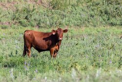 FH Steer