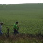 crop tour scouts nebraska beans