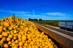 The USDA predicts that U.S.  citrus output will decline over the next decade.
