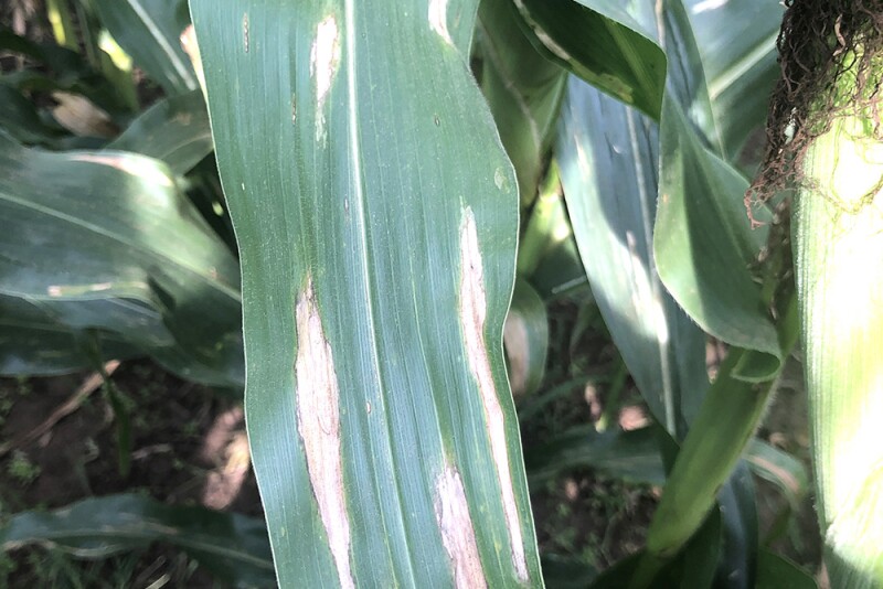 plant disease