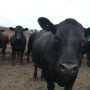 Court documents allege a South Dakota man involved in a multi-million dollar foreclosure case, sold the same cattle to as many as four different parties.