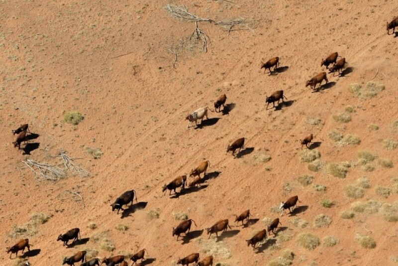 Australia_Cattle_Station