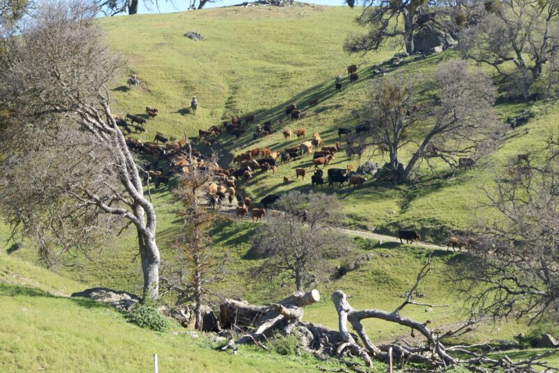 Cattle drive on the N3, Livermore, CA