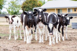 Summer Calves Holstein_Adobe Stock