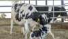 Fresh Cow_Adobe Stock