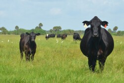 BT_Florida_Cow_Calf