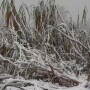 Snow-covered sugarcane.