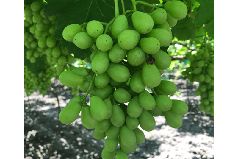 Marketers have numerous strategies in place to encourage consumers to buy California grapes this season.