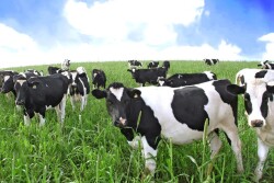 DT_Dairy_Heifers_Netherlands_Europe