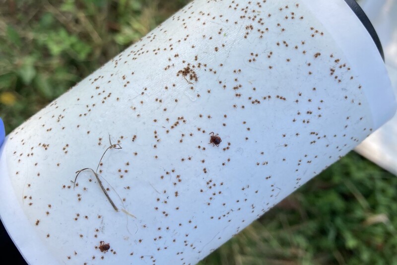ticks-collected-roller.jpg
