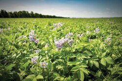 Potato-field-2020.jpg