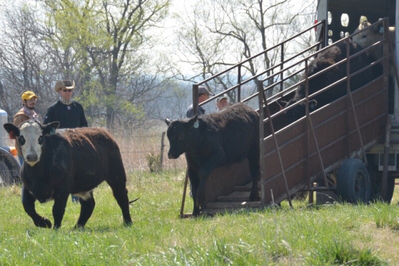 BT_Unloading_Stocker_Cattle