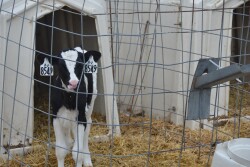 To minimize inbreeding in your herd, accurate animal identification will be key.