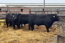 Bulls