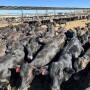 Angus X Holstein crosses at Heiden Land & Cattle Co, Buckeye, AZ.