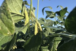 Bean pods in Illinois