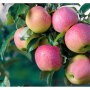 Ambrosia-apples-viva-Tierra.jpg