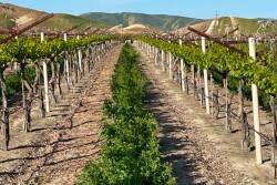 Bari Produce spring grapes