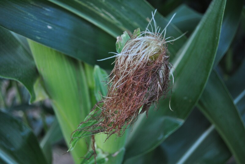 “Ear counts were lower than last year in all of the Crop Tour states as a result of the rough spring conditions,” said Brian Grete, Pro Farmer editor. “We also found a corn crop that was, in many cases, multiple weeks behind in maturity due to the record-slow planting.” 

