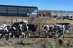 Dairy Heifers_Maureen Hanson