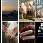 Health Outlook for Pork Industry 2024