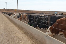BT_Feedlot_Cattle_Bunk