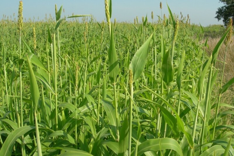 Forage_Sorghum