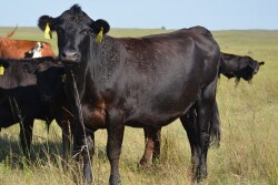 Horn Flies on Cow