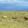 BT_Hawaii_Cattle