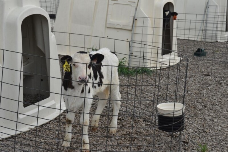 DT_Dairy_Calf