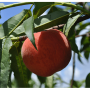 Growers expect a good crop of Florida peaches this spring.