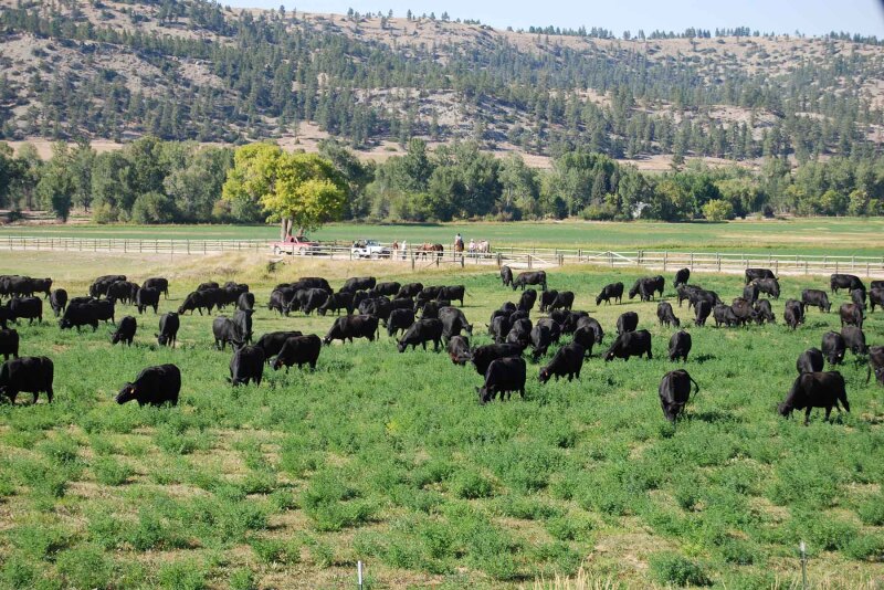 Beartooth Ranch